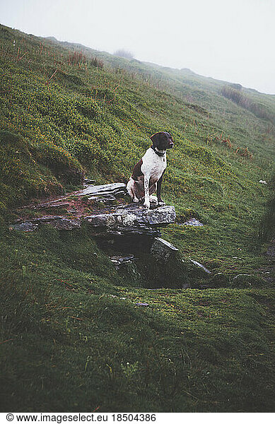 a dog perching on a rocky outcrop in foggy weather in wales