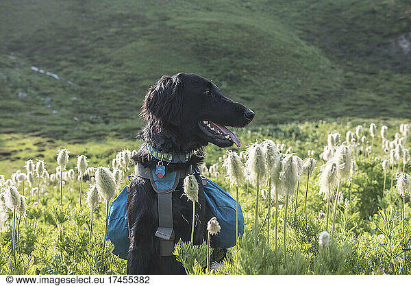 A dog with a backpack hiking in Glacier Peak Wilderness