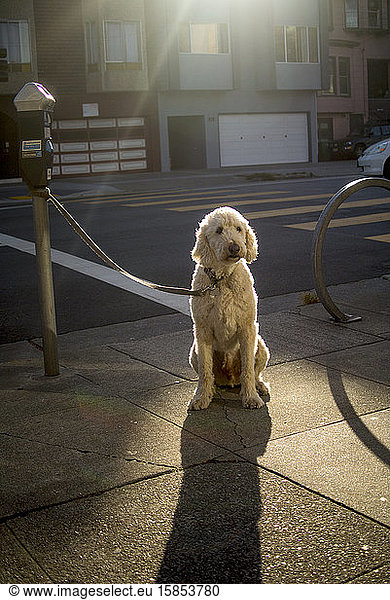 A dog with blonde fur sits on the sidewalk in the sun.