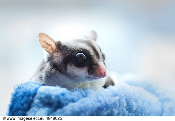 A domesticated Sugar Glider A domesticated Sugar Glider, a marsupial ...