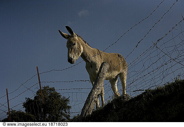 A donkey looks out from behind a barbed wire fence in Prado del Rey  Cadiz province  Andalusia  Spain  April 6  2010.