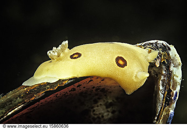A dorid nudibranch on the edge of a mussel shell  Channel Islands