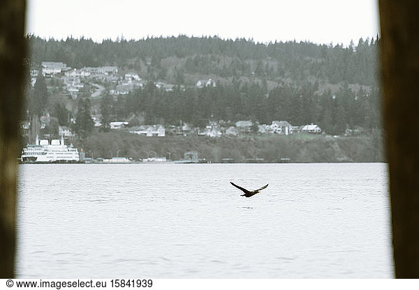 A Double-Crested Cormorant flying in the foreground with a ferry boat