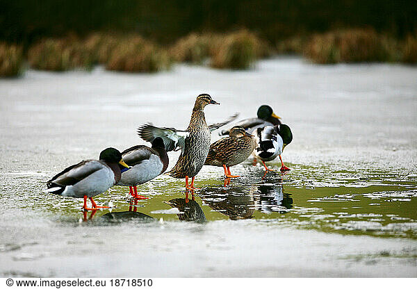 A duck is spreading her wings standing with other ducks at a half frozen pond  Ellingstring  North Yorkshire  England.