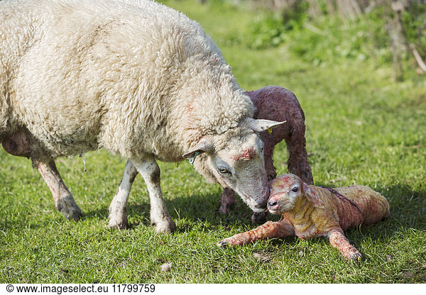 A ewe licking a just newborn lamb lying on the grass in a field  spring lambing.