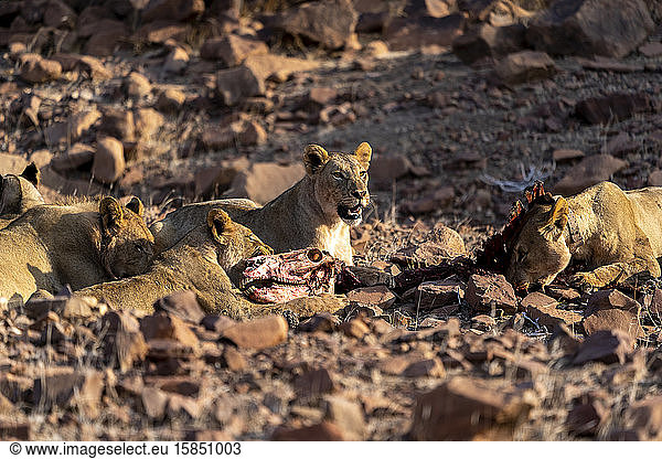 A family of desert lions eats the remains of a zebra carcass