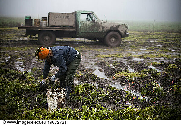 A farmer at an organic produce farm picks carrots on a foggy day.
