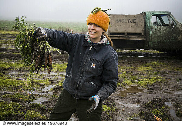 A farmer at an organic produce farm picks carrots on a foggy day.