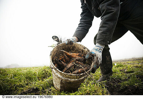 A farmer at an organic produce farm picks carrots on a foggy day.