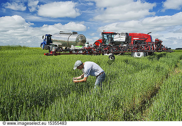 A farmer examines mid-growth wheat next to a high clearance sprayer being used to give a ground chemical application of fungicide to wheat  near Dugald; Manitoba  Canada