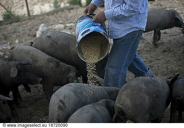 A farmer feeds grain to Spanish Iberian pigs.