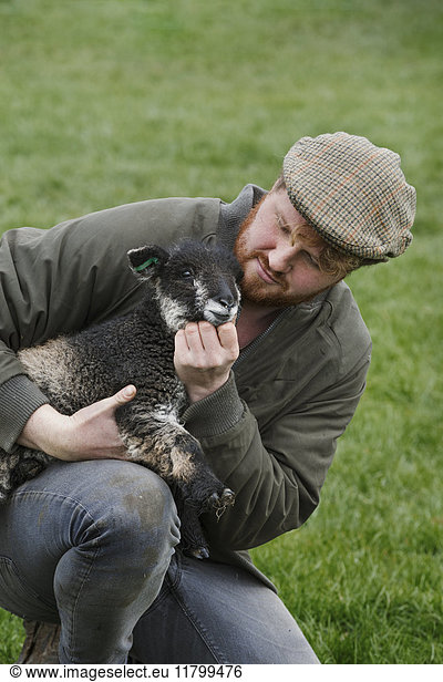 A farmer holding a young lamb in his arms checking on the animal.