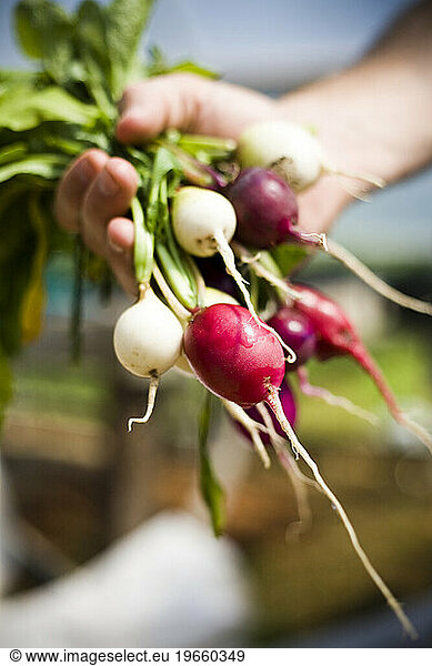 A farmer holds a bundle of radishes in her hand.