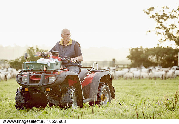 A farmer on a quadbike in a field  with a large flock of sheep behind him.