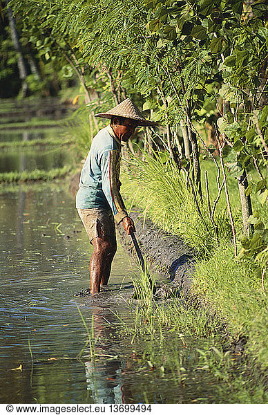 A farmer prepares the paddy walls before planting rice. Bali  Indonesia.