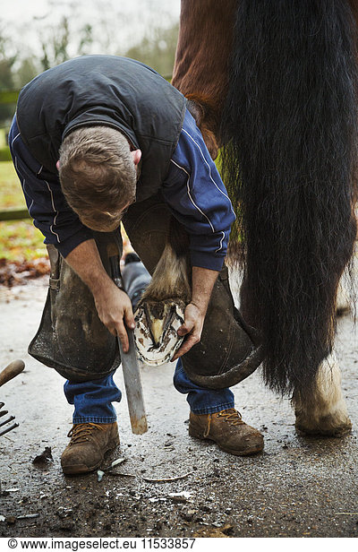 A farrier filing a horse's hoof.