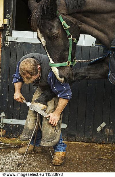 A farrier filing the hoof of a horse he is shoeing.