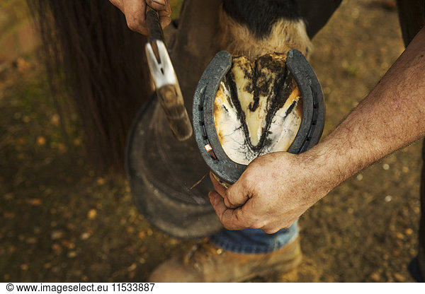 A farrier with a hammer fitting a new horseshoe.