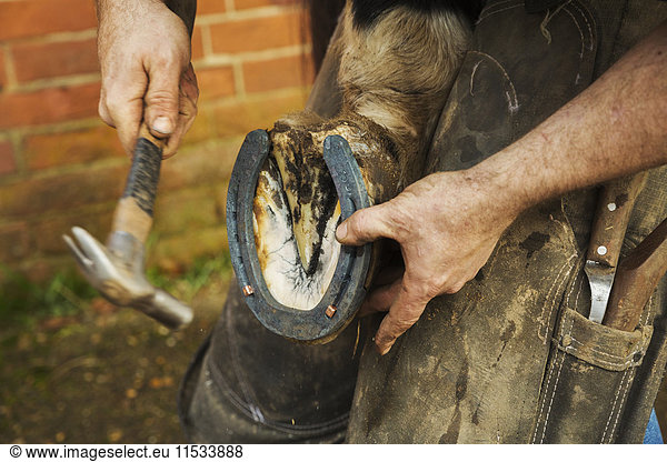 A farrier with a hammer fitting a new horseshoe.