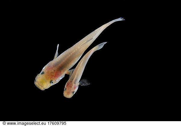 A female and male cave fish known as a Molly  found living inside Cueva de Villa Luz.; Tabasco State  Mexico.