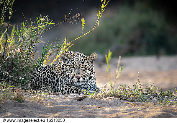 A female leopard  Panthera pardus  lies in sand  direct gaze  ears forward.
