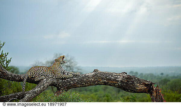 A female leopard  Panthera pardus  resting on a dead branch  yawning  side view.