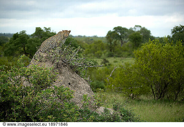 A female leopard  Panthera pardus  sits on top of a mound  looking around.
