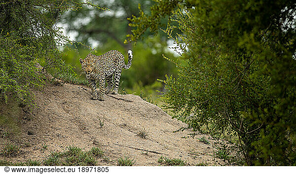 A female leopard  Panthera pardus  standing on a mound.