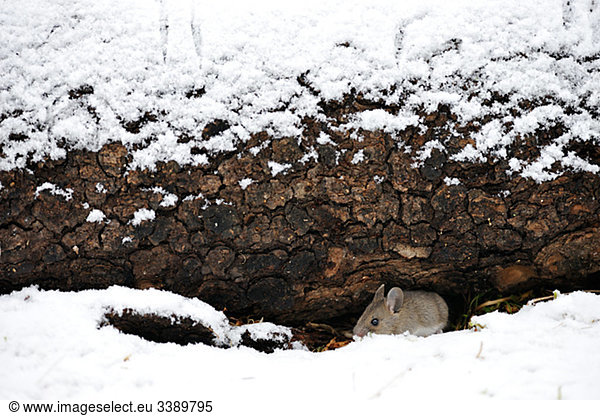 A field mouse under a tree trunk  Sweden.