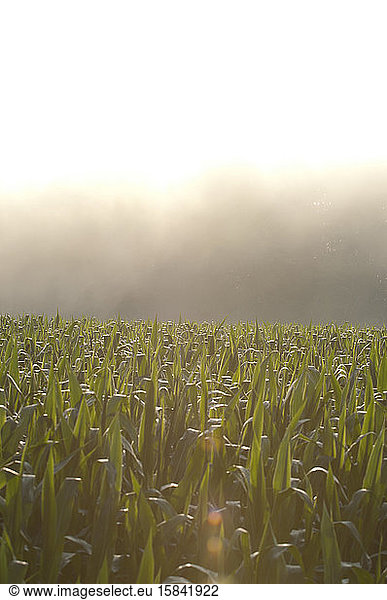 A field of corn with rays of sunshine shining through it