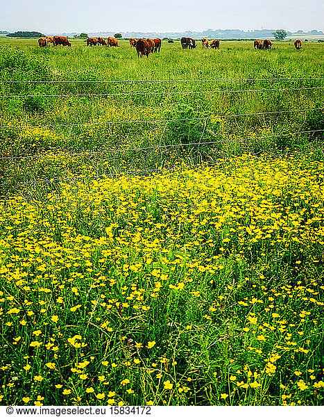 A field of cows along the Norfolk Coast