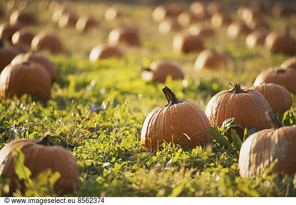A field of pumpkins growing.