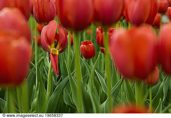 A field of red tulips at botanical gardens  Quebec  Canada. (macro)