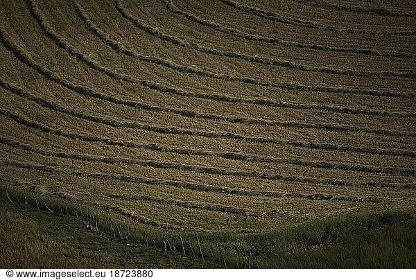 A field of straw in Prado del Rey village  Cadiz Province  Andalusia  Spain.