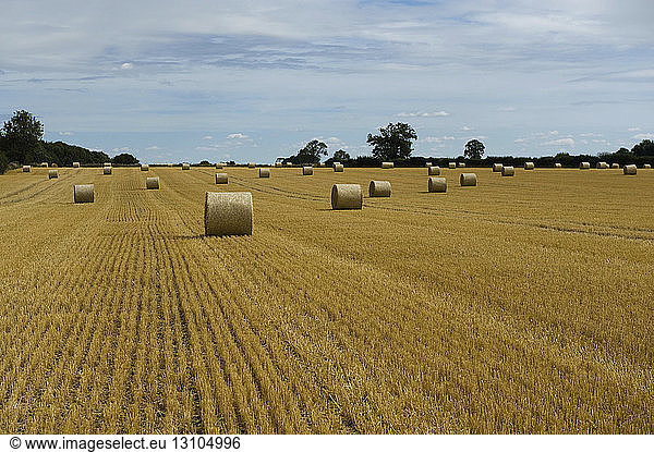 A field of stubble after the harvest cut  and round straw bales.
