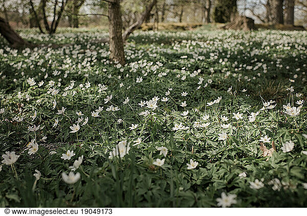 a field of white flowers and green grass