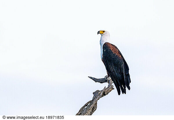 A fish eagle  Haliaeetus vocifer  perched on top of a branch.