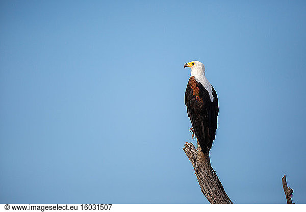 A fish eagle  Haliaeetus vocifer  perches on a dead branch  looking out of frame  blue sky background