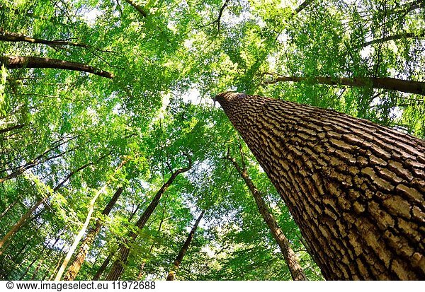 A fisheye view of a tree reaching up into the forest canopy  Pennsylvania  USA.