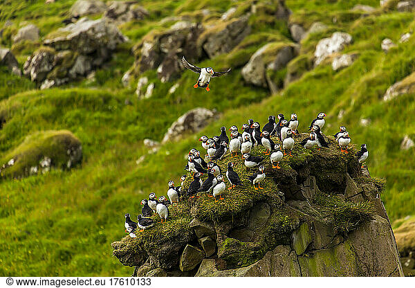 A flock of Atlantic puffins perch on a cliff.