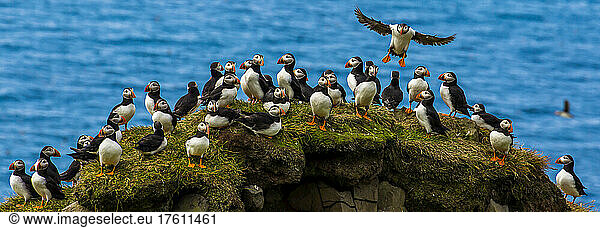 A flock of Atlantic puffins perch on a seaside cliff.