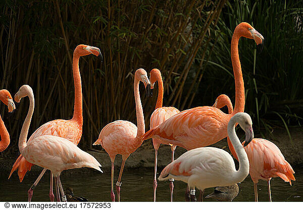 A flock of flamingos standing upright