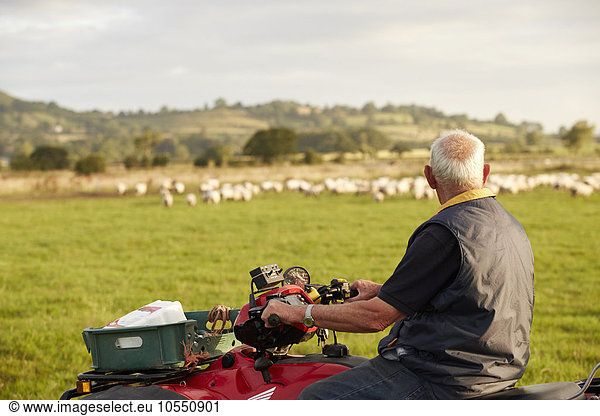A flock of sheep in a field  and a man on a quadbike looking over his animals.