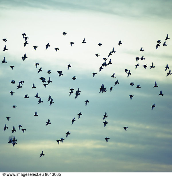 A flock of starlings flying  darting and wheeling across a cloudy sky in Seattle.