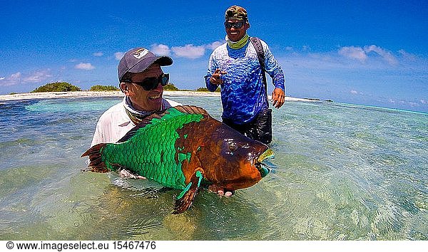 A fly fisherman holding parrotfish ( Scarus guacamaia) Los roques Venezuela.