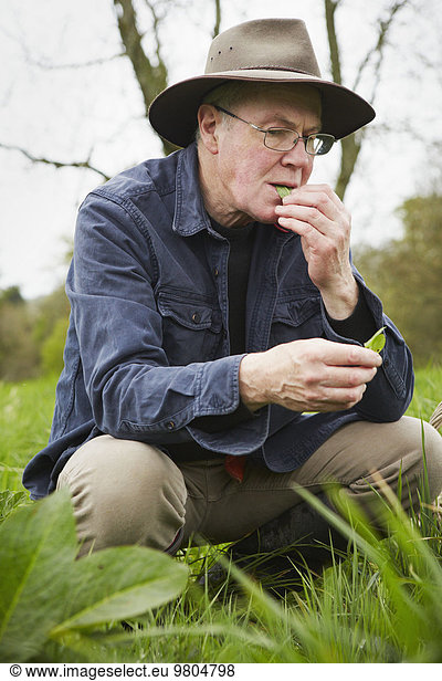 A forager tasting a fresh leaf or plant.