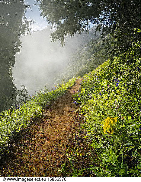 A Forest Hiking Trail in Summer