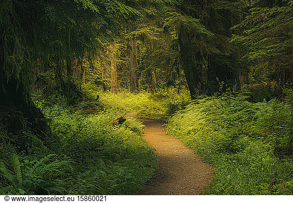 A Forest Hiking Trail in Summer