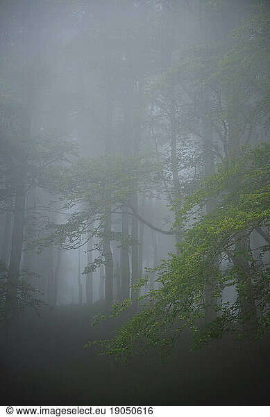 A forest in the mist