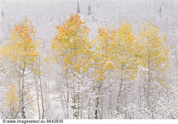 A forest of aspen trees in the Wasatch mountains  with striking yellow and red autumn foliage. Snow on the ground.
